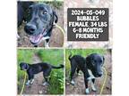 Adopt 2024-05-049 *Bubbles* a Labrador Retriever / Mixed (short coat) dog in