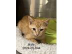 Adopt 2024-05-044 a Domestic Shorthair / Mixed (short coat) cat in Winder