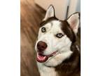 Adopt Cyrus a White - with Brown or Chocolate Husky / Mixed dog in Buda
