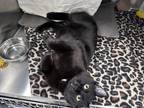 Adopt Rystan a All Black Domestic Shorthair / Domestic Shorthair / Mixed cat in