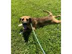 Adopt Sasha (HW-) a Brown/Chocolate Coonhound / Mixed Breed (Medium) / Mixed
