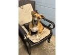 Adopt Zoe (HW-) a Red/Golden/Orange/Chestnut Boxer / Mixed dog in Owensboro