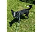 Adopt Ludo (HW-) a Black Australian Cattle Dog / Mixed Breed (Medium) / Mixed