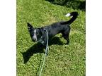 Adopt Ludo (HW-) a Black Australian Cattle Dog / Mixed dog in Owensboro