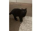 Adopt Bridgette a All Black American Shorthair / Mixed (short coat) cat in