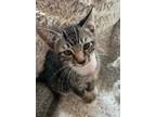 Adopt Thunder a Gray or Blue Domestic Shorthair / Mixed Breed (Medium) / Mixed