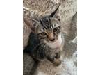 Adopt Thunder a Gray or Blue Domestic Shorthair / Domestic Shorthair / Mixed cat