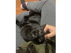 Adopt Sunny a All Black Domestic Shorthair / Mixed cat in Philadelphia