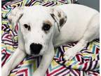 Adopt Posey a White Mixed Breed (Medium) / Mixed dog in Appleton, WI (41203530)