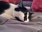 Adopt Moo a Black & White or Tuxedo Domestic Shorthair / Mixed (short coat) cat