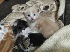 Adopt Sylvia's Kittens a Orange or Red Tabby American Shorthair / Mixed (short
