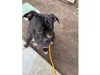 Adopt Danny Phantom a Black Boxer / American Staffordshire Terrier / Mixed