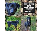 Adopt 2024-05-085 *Bert* a Labrador Retriever / Mixed dog in Winder