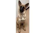 Adopt Chase a Tan/Yellow/Fawn German Shepherd Dog / Mixed dog in Phoenix