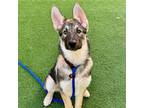 Adopt Puppies, Large Breed! a Brown/Chocolate - with White Shepherd (Unknown
