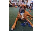 Adopt Milo a Red/Golden/Orange/Chestnut - with White Boxer / Mixed dog in