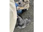 Adopt Squiggy a Merle Great Dane / German Shepherd Dog / Mixed dog in Endicott