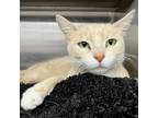 Adopt Luna Claire a Cream or Ivory Domestic Shorthair / Mixed cat in Oakland