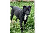 Adopt Lafayette a Hound (Unknown Type) / American Pit Bull Terrier / Mixed dog
