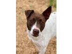 Adopt Mardi Gras a Hound (Unknown Type) / American Pit Bull Terrier / Mixed dog