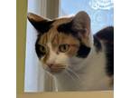Adopt Maria 5118 a Calico or Dilute Calico Domestic Shorthair cat in Frankfort
