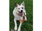 Adopt Hamilton a White - with Brown or Chocolate Mutt / Mixed dog in Kettering