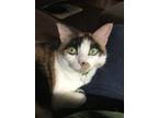 Adopt Pumpkin a Calico or Dilute Calico Domestic Shorthair / Mixed (short coat)