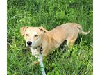 Adopt INEZ a Tan/Yellow/Fawn - with White Mixed Breed (Medium) / Mixed dog in