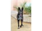Adopt Kurt a Shepherd (Unknown Type) / Mixed dog in Albuquerque, NM (41444147)