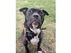 Adopt Pinball a Black Mixed Breed (Large) / Mixed dog in Baltimore