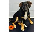 Adopt Zeb a Black Labrador Retriever / Mixed dog in Appleton, WI (41287381)