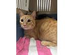 Adopt Miso a Orange or Red Domestic Shorthair / Domestic Shorthair / Mixed cat