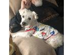 Adopt Bailey a Tan/Yellow/Fawn Toy Poodle / Schnauzer (Standard) / Mixed dog in