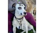 Adopt Pandora a White - with Black Mixed Breed (Medium) / Mixed dog in Hamilton