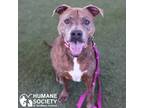 Adopt MOTO a Red/Golden/Orange/Chestnut - with White Pit Bull Terrier / Mixed