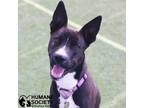 Adopt GUMP a Black - with White Shepherd (Unknown Type) / Mixed dog in Tucson