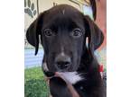 Adopt Fiona a Black - with White Labrador Retriever / Mixed dog in McHenry