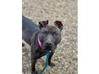 Adopt Alicia a Black - with White American Pit Bull Terrier / American