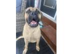 Adopt Jax a Tan/Yellow/Fawn Bullmastiff / Mixed dog in Bainbridge, PA (41444129)
