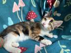 Adopt Cookie a Calico or Dilute Calico American Shorthair / Mixed (short coat)