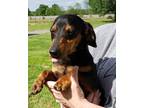 Adopt Rufus a Black - with Tan, Yellow or Fawn Dachshund / Mixed dog in