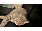 Adopt Mittens a Gray or Blue (Mostly) American Shorthair / Mixed (short coat)