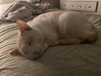 Adopt Atlas a Cream or Ivory (Mostly) Siamese / Mixed (short coat) cat in