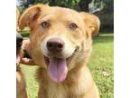 Adopt Cassie a Red/Golden/Orange/Chestnut Mixed Breed (Large) / Mixed dog in
