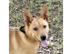 Adopt Cora a Red/Golden/Orange/Chestnut Mixed Breed (Large) / Mixed dog in