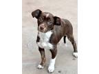 Adopt Flame a Brown/Chocolate Mixed Breed (Small) / Mixed dog in Palm Springs