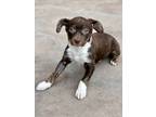 Adopt Hot Shot a Brown/Chocolate Mixed Breed (Small) / Mixed dog in Palm