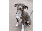 Adopt Blaze a Gray/Blue/Silver/Salt & Pepper Mixed Breed (Small) / Mixed dog in