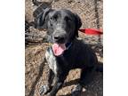 Adopt Odie a Black Labrador Retriever / Australian Cattle Dog / Mixed dog in