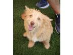 Adopt Nina a Tan/Yellow/Fawn Corgi / Mixed dog in Scottsdale, AZ (41444085)